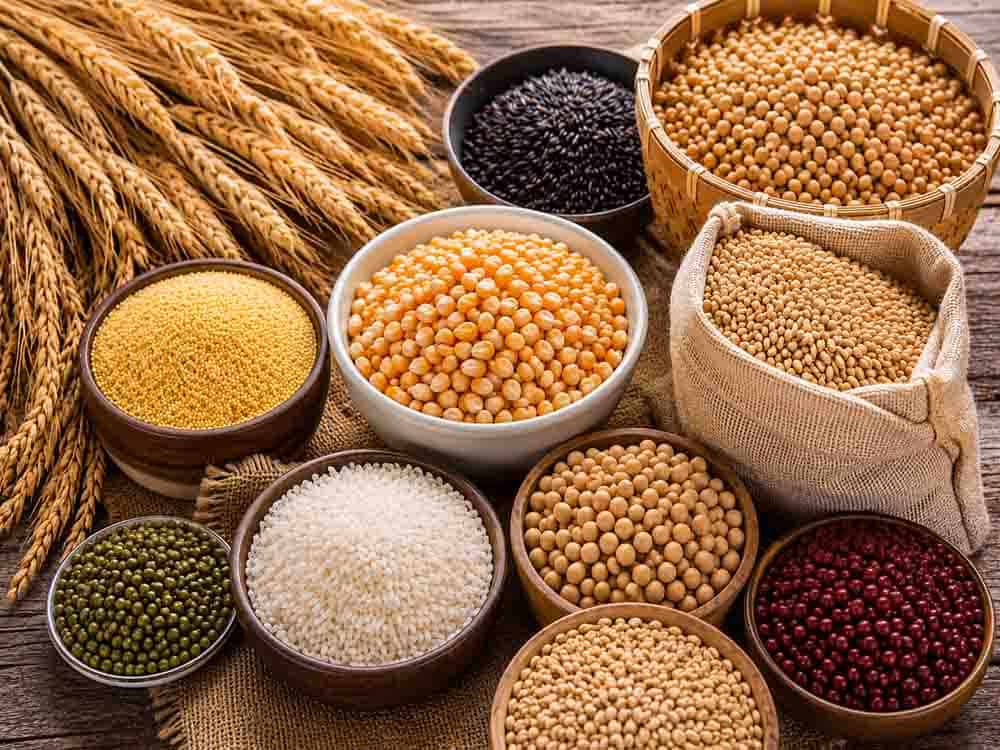Assorted grains including wheat, corn, rice and beans for food and feed handling applications.